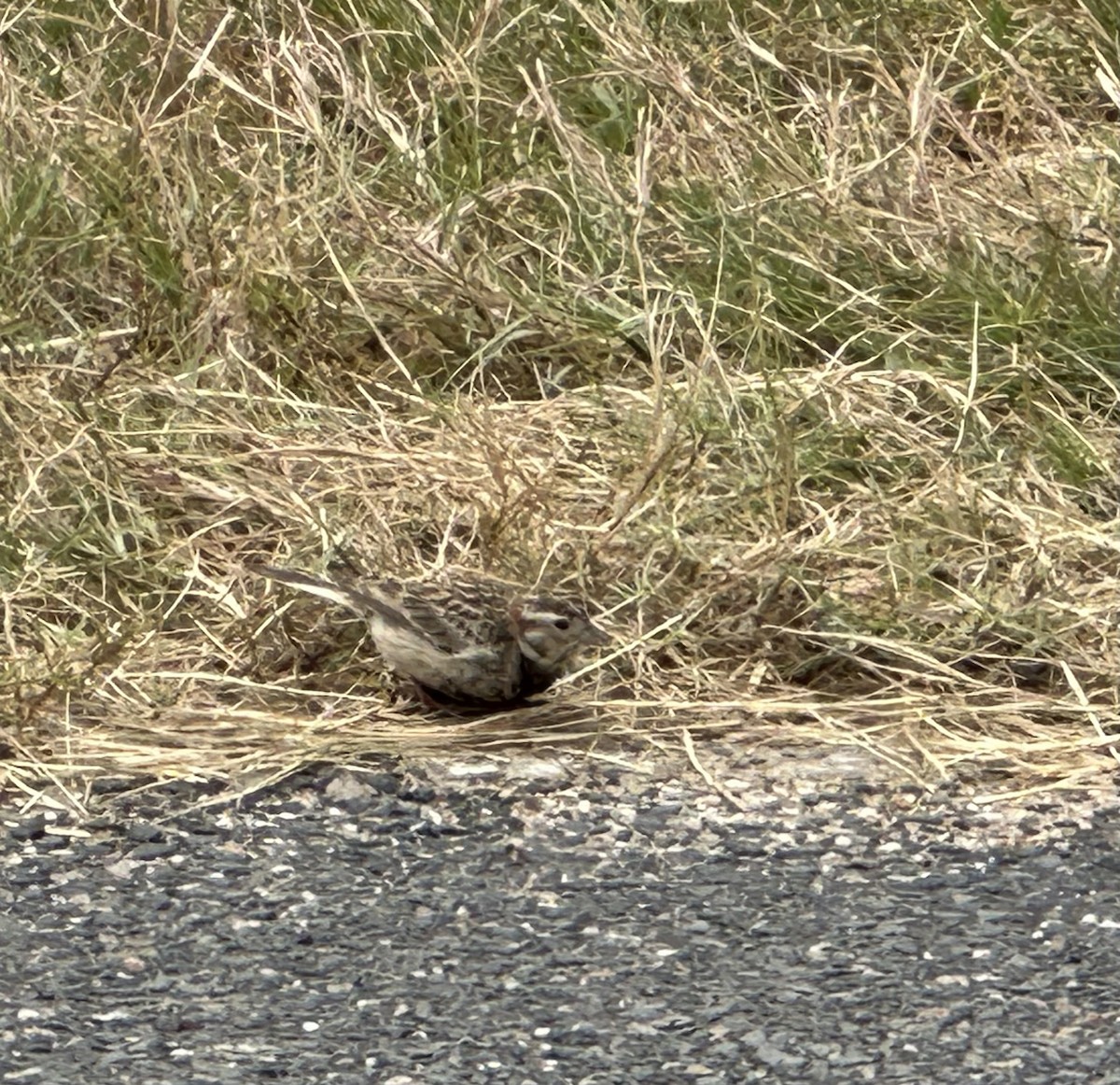Chestnut-collared Longspur - ML617835644