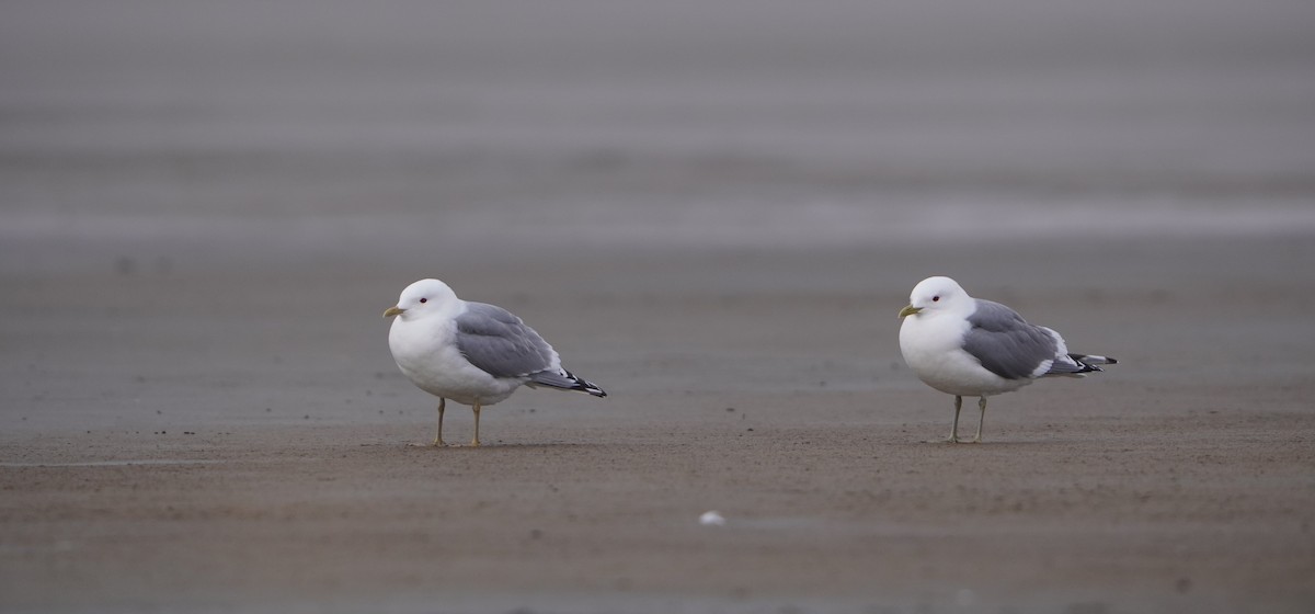 Short-billed Gull - ML617835661