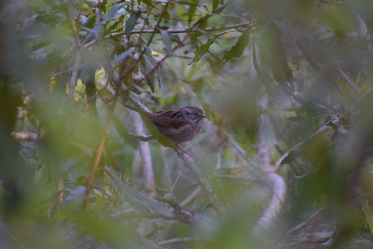 Swamp Sparrow - ML617835691