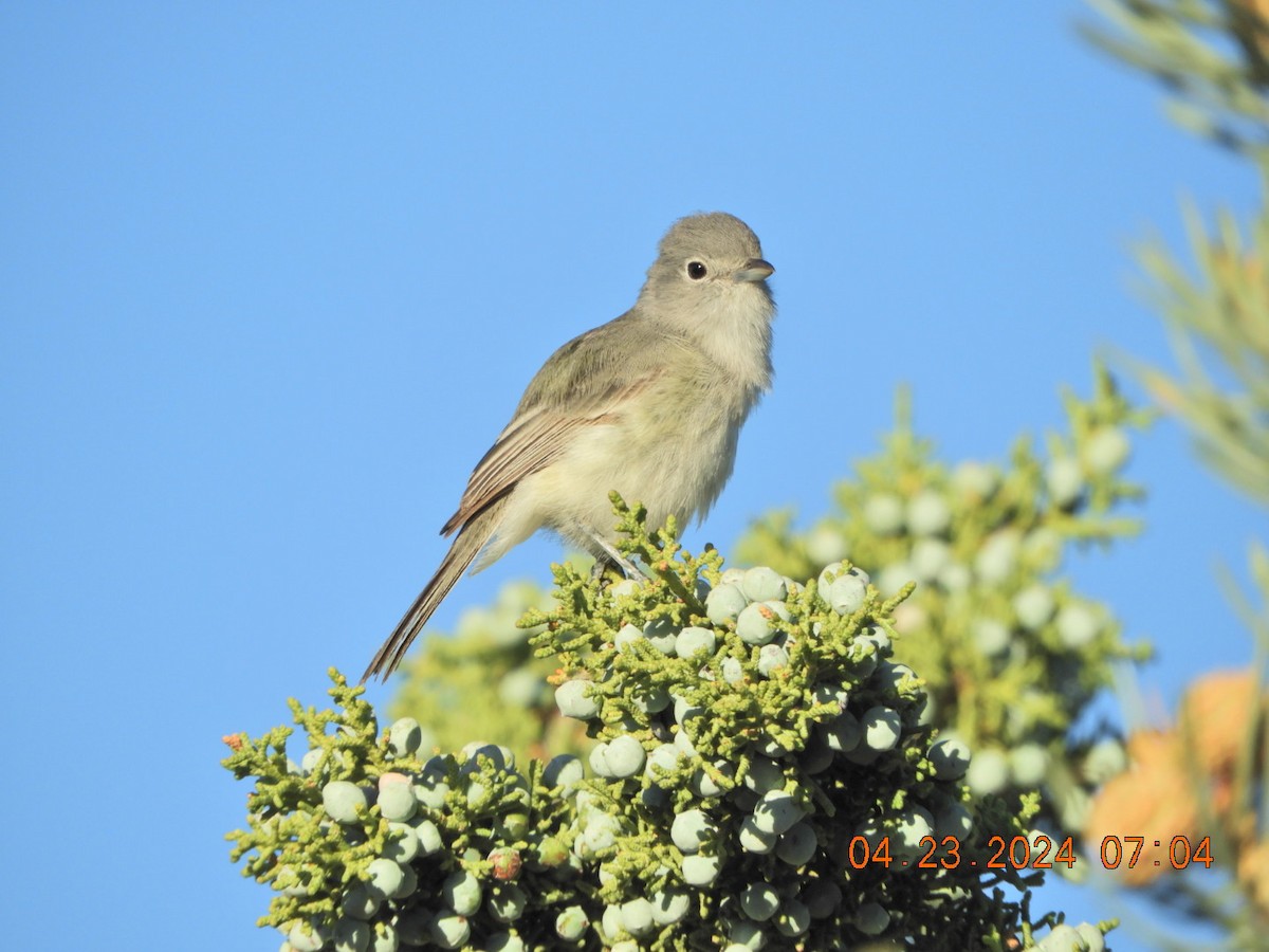 Gray Vireo - Charles  Ritter