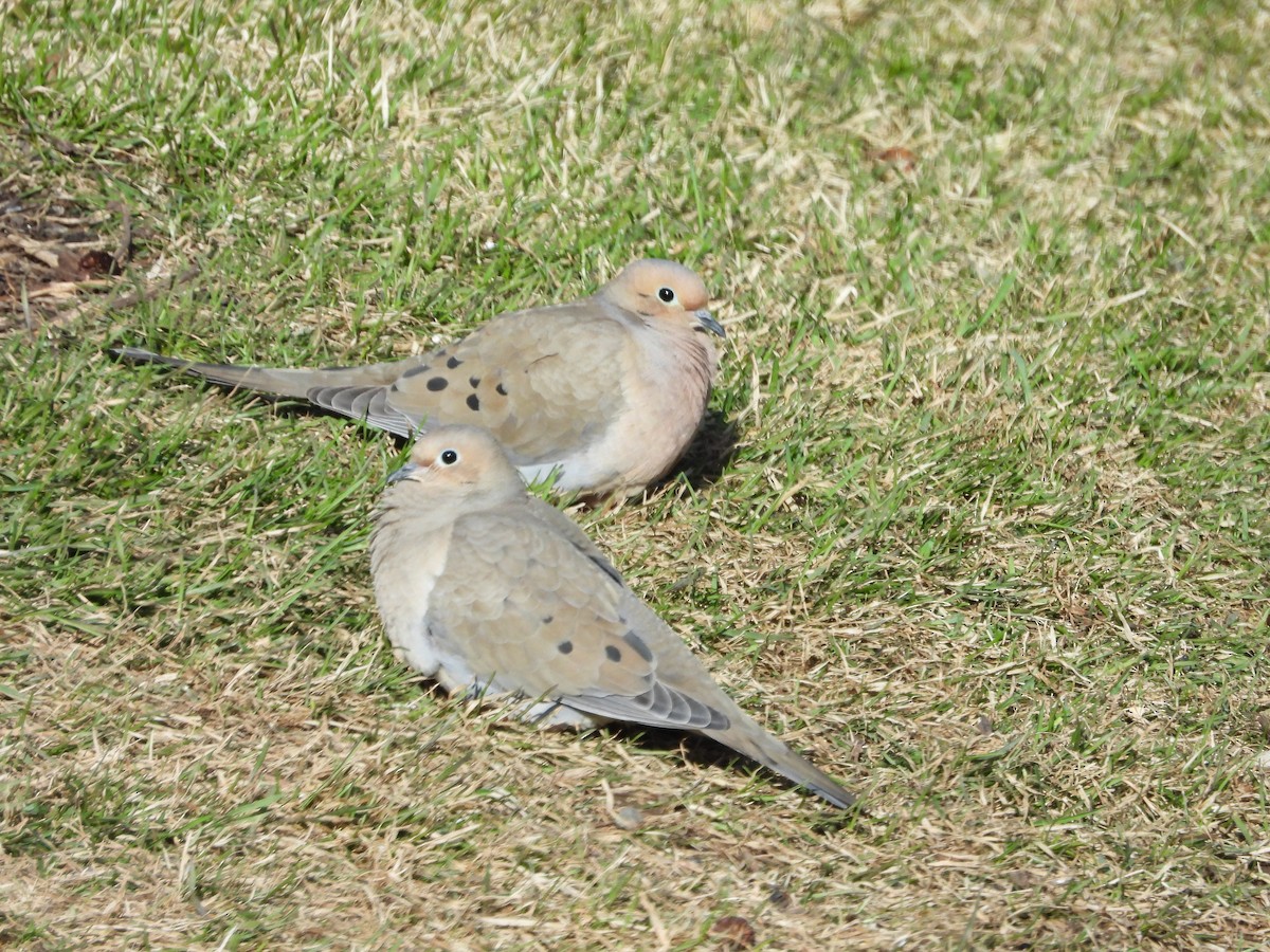 Mourning Dove - ML617835708