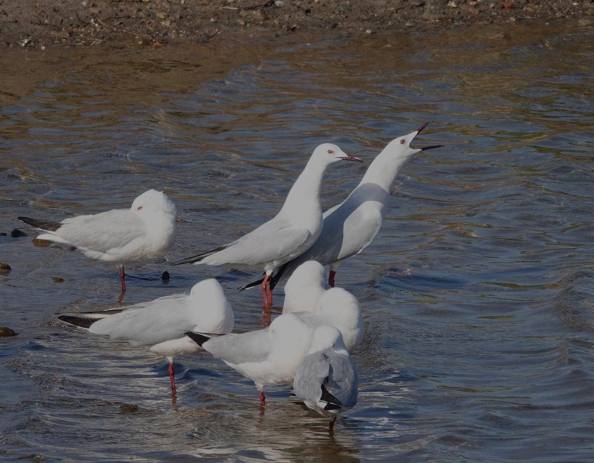 Slender-billed Gull - ML617835726