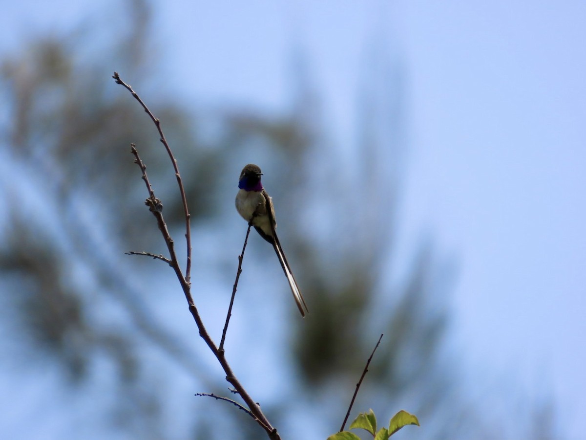 Peruvian Sheartail - Clarissa Chipman