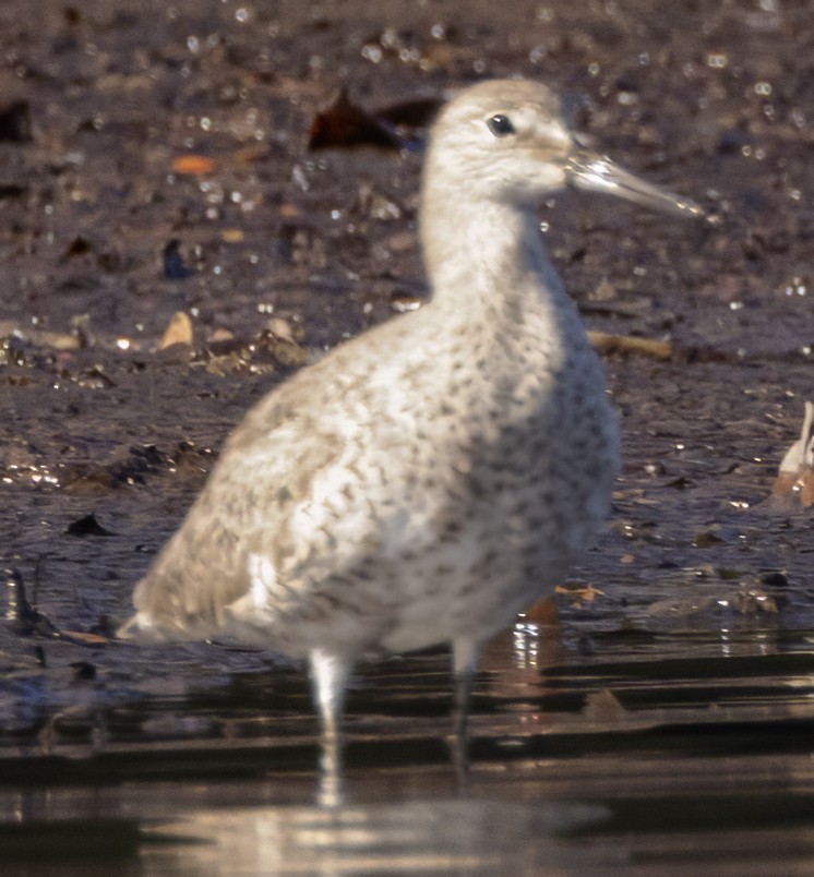 Willet (Western) - ML617835824