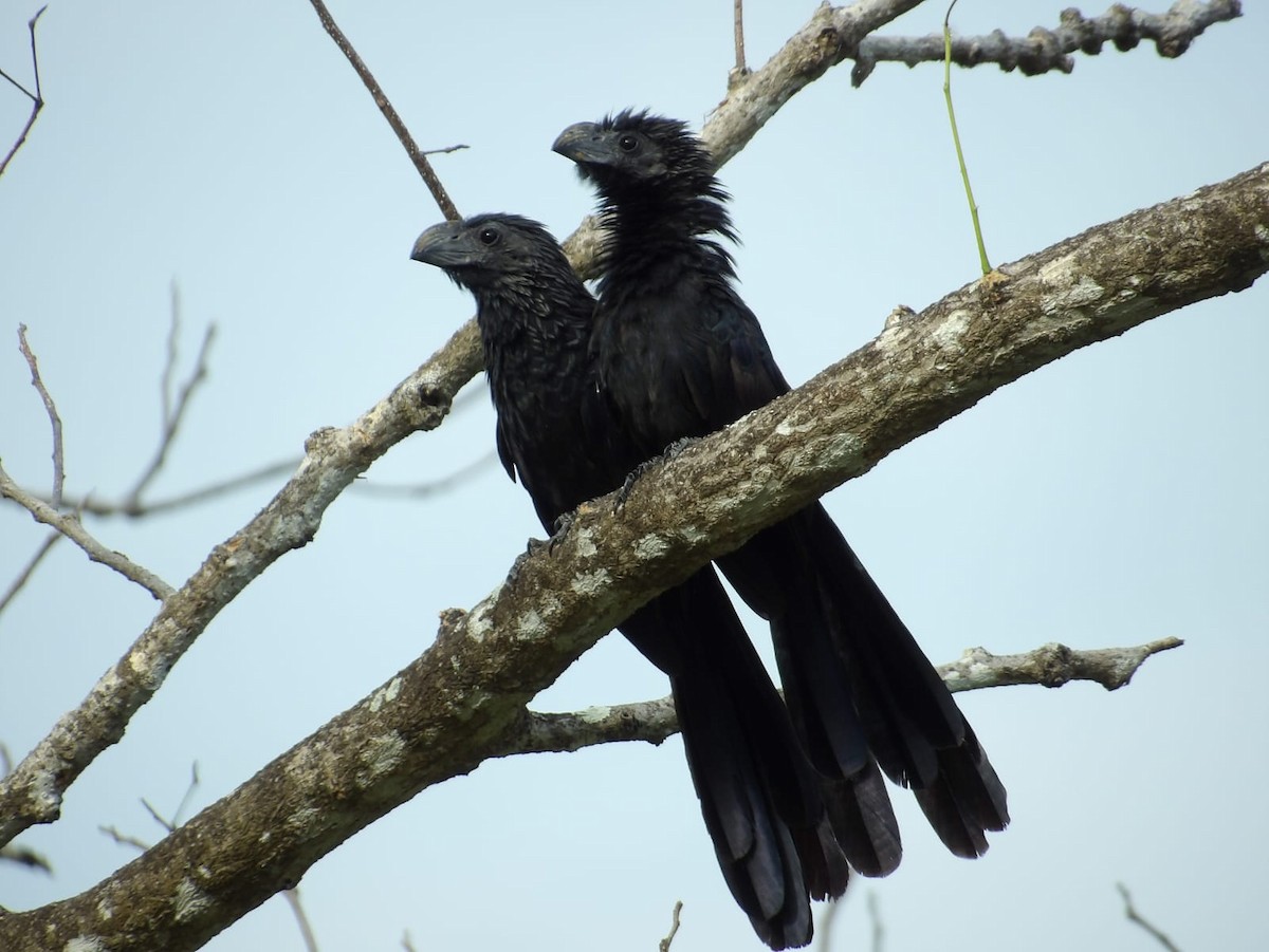 Groove-billed Ani - ML617835849