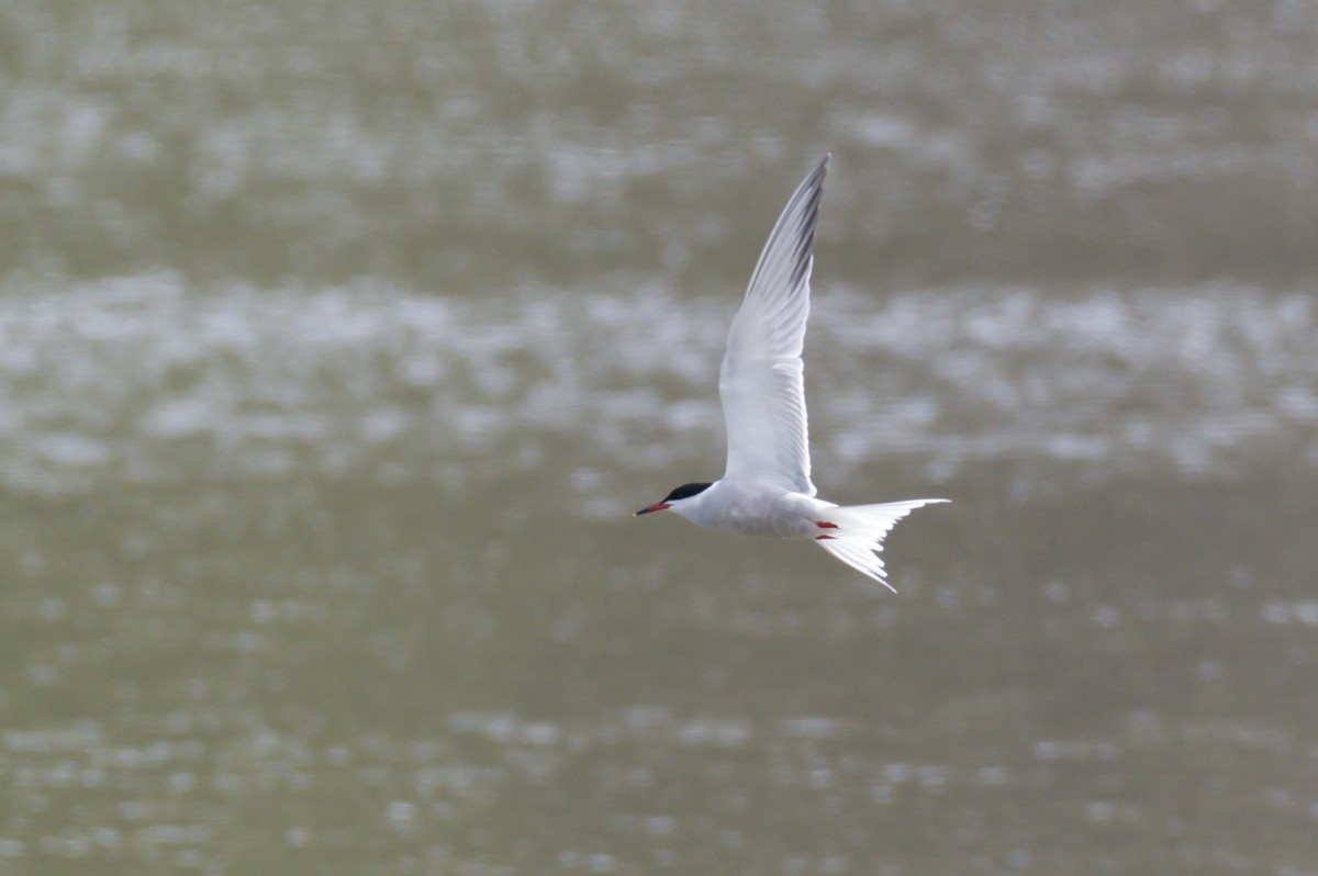 Common Tern - Natalya Ostapova