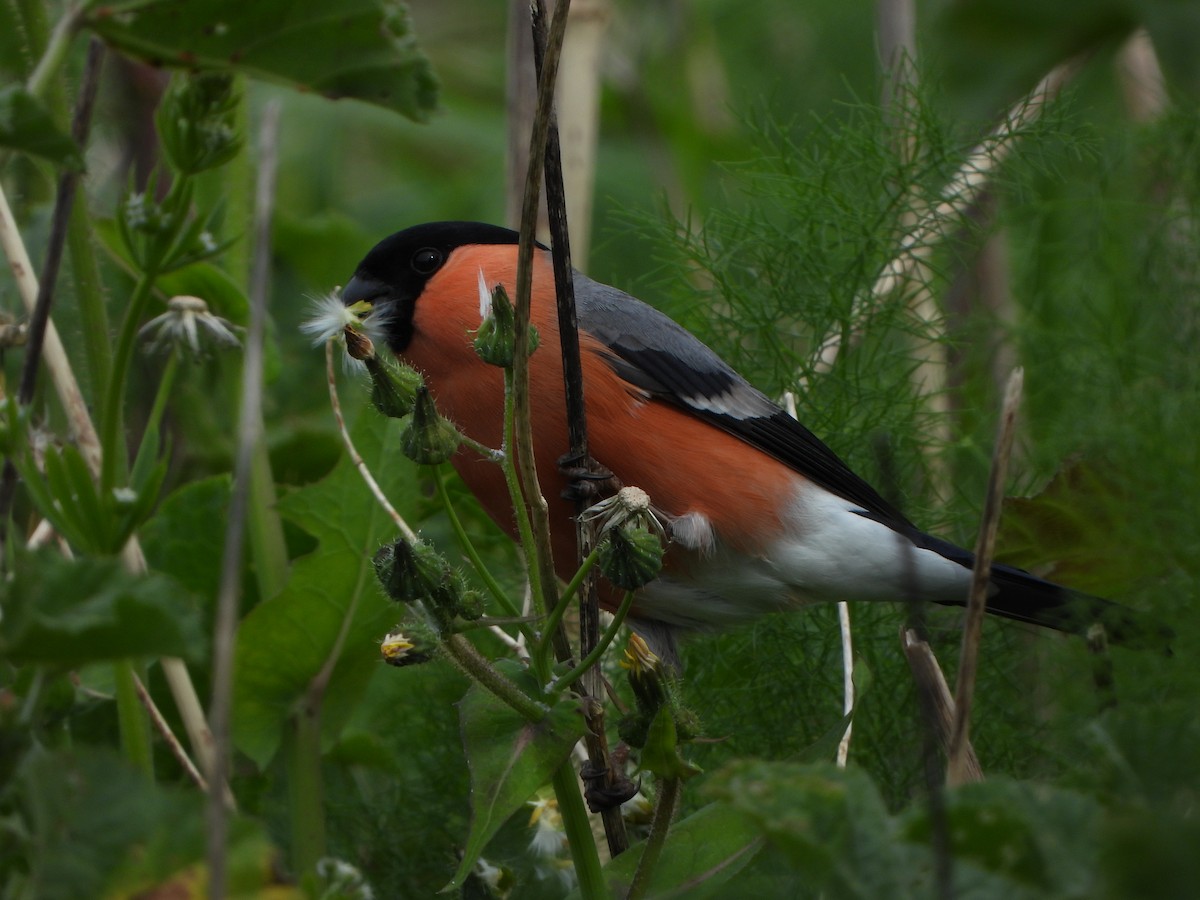 Eurasian Bullfinch - ML617835891