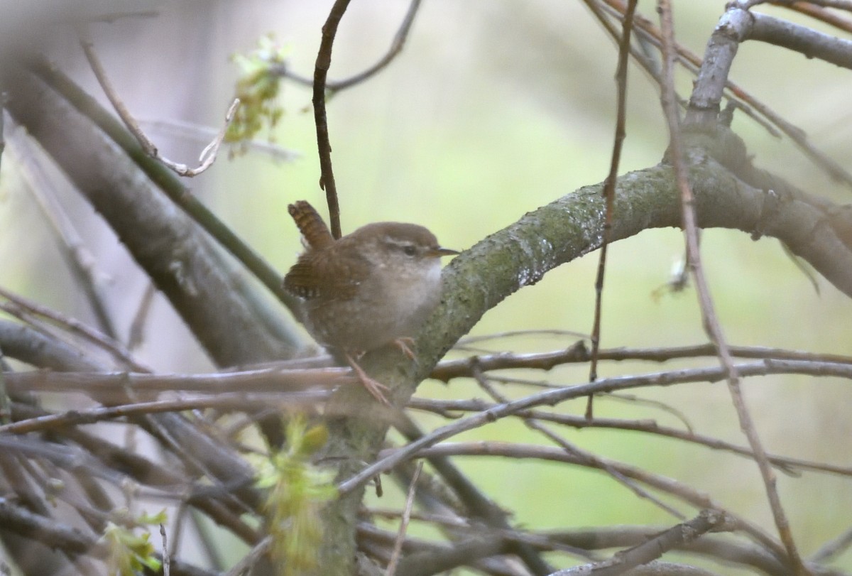 Eurasian Wren - Natalya Ostapova