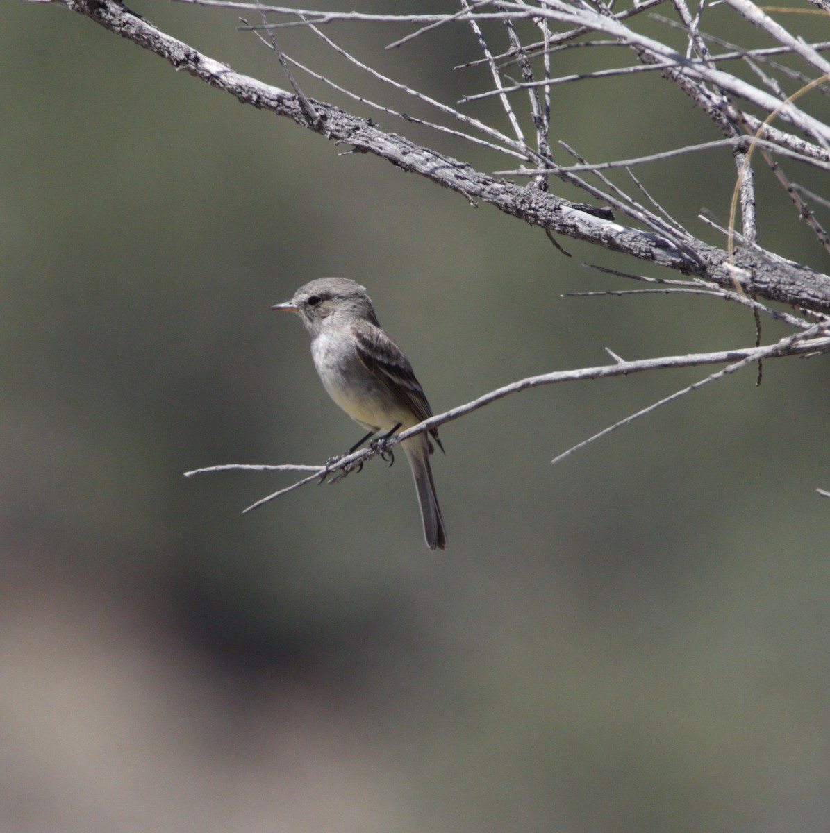 Gray Flycatcher - ML617835920