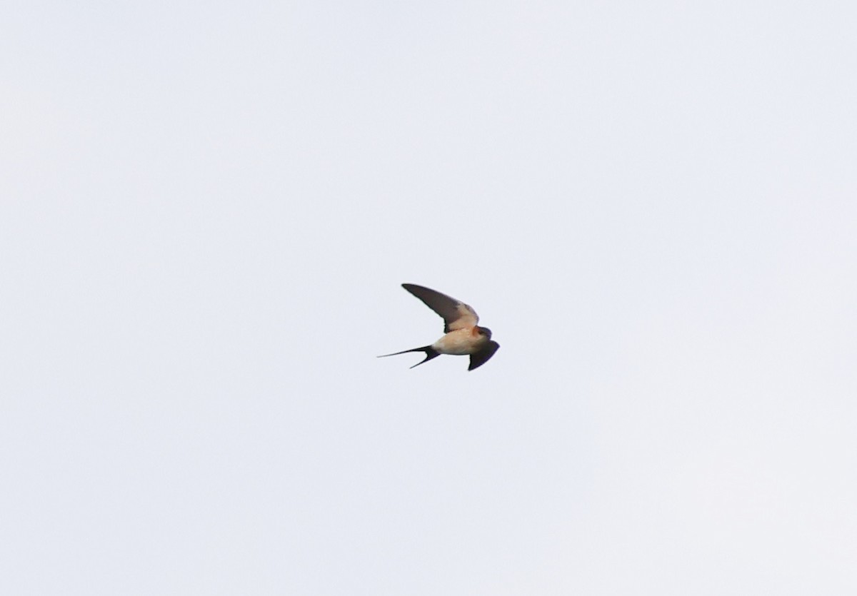Red-rumped Swallow - ML617835972