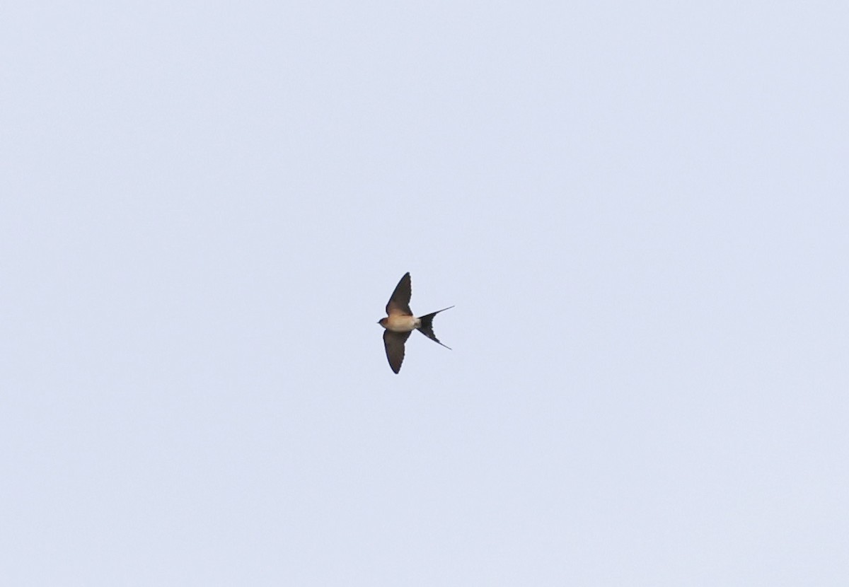 Red-rumped Swallow - ML617835973