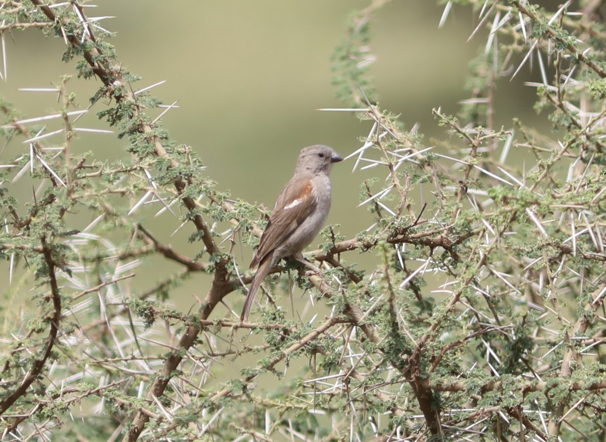 Swahili Sparrow - ML617836003