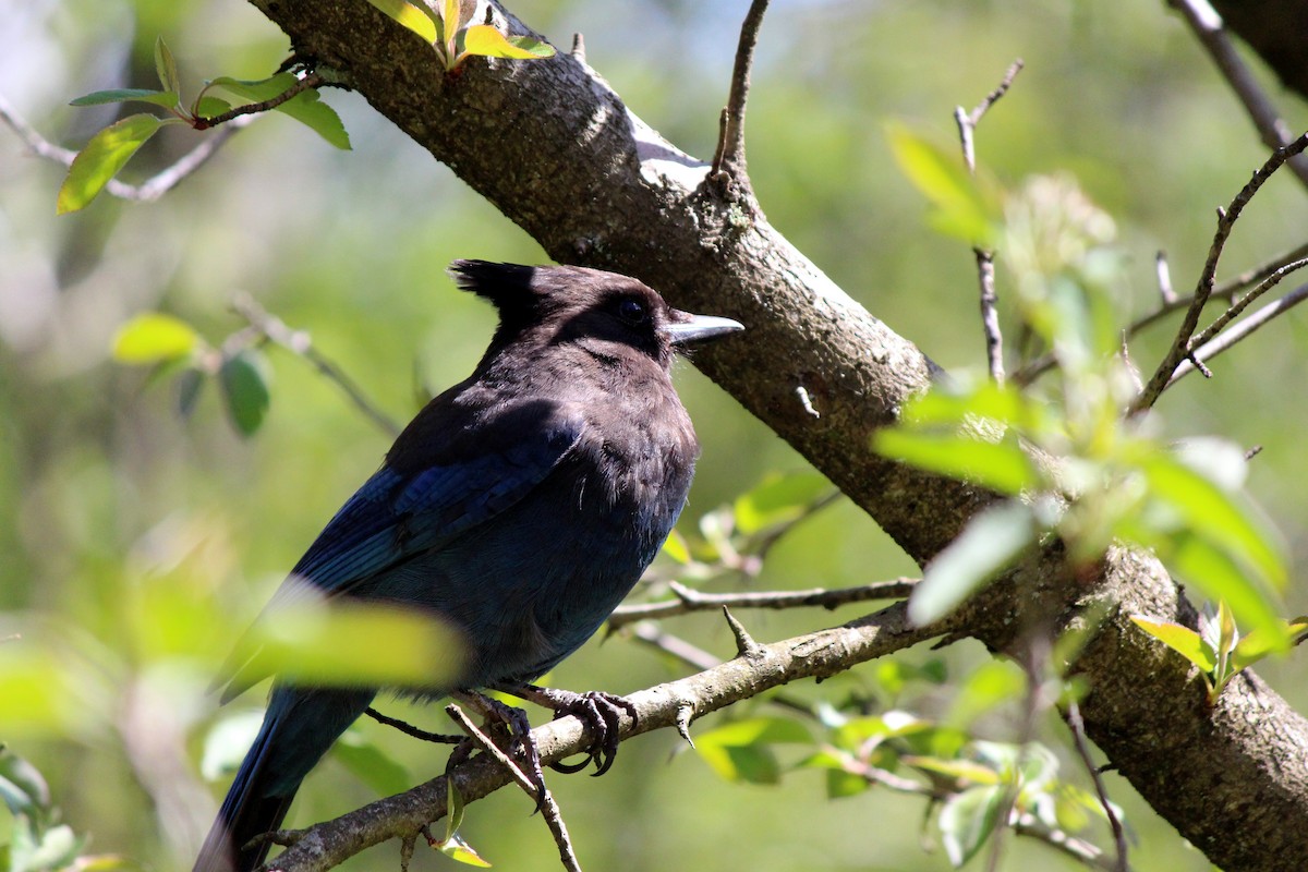 Steller's Jay - ML617836058