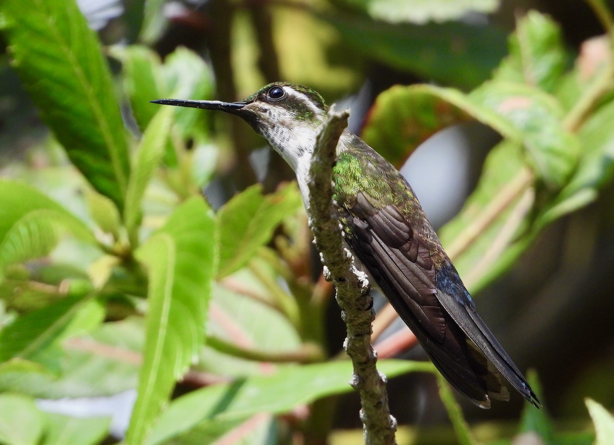 kolibřík salvadorský - ML617836062