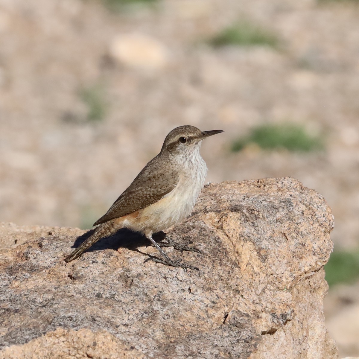 Rock Wren - Scott Denkers