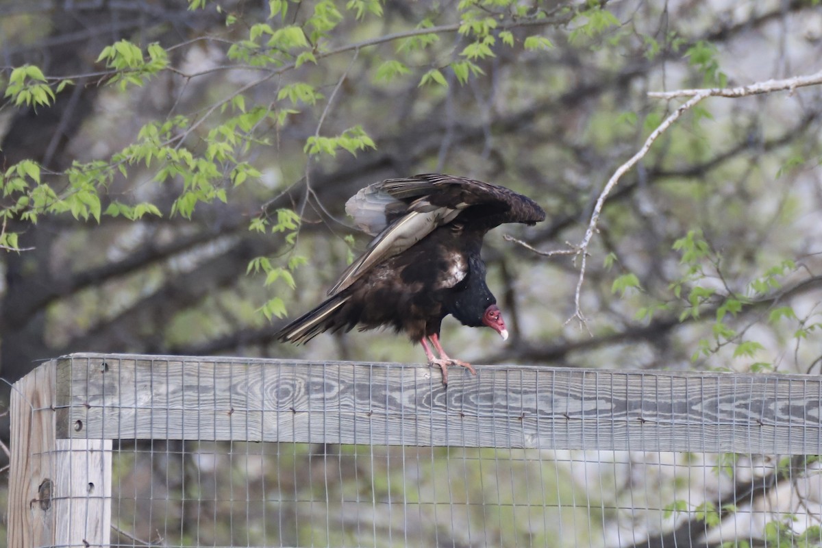 Turkey Vulture - ML617836080