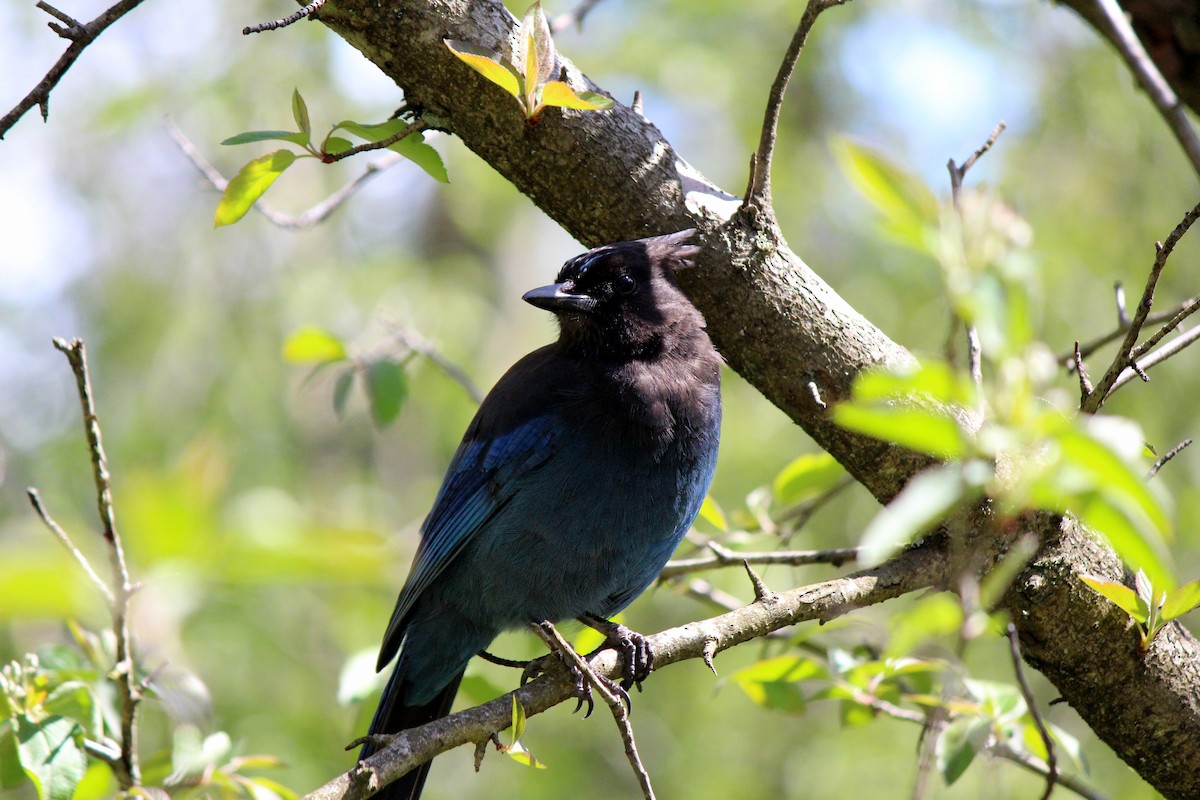 Steller's Jay - ML617836100