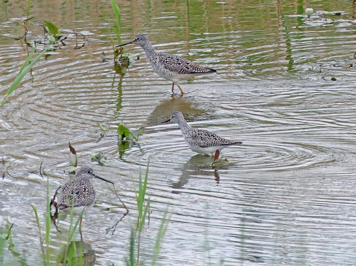 Greater Yellowlegs - ML617836105