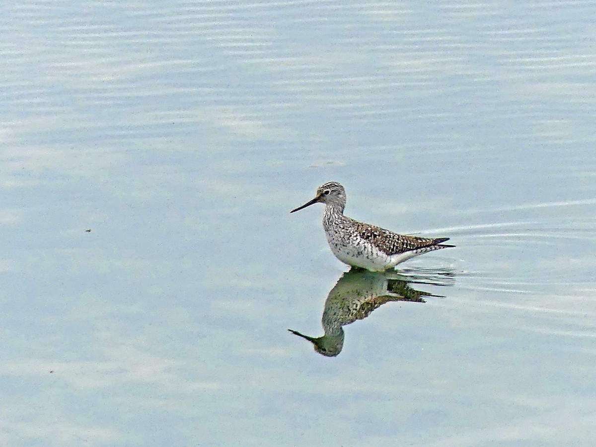 Lesser Yellowlegs - ML617836114