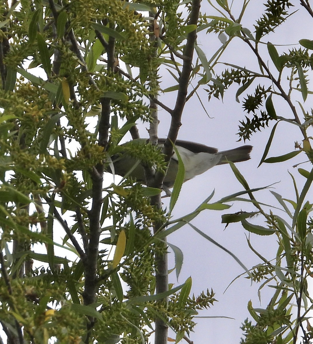 Black-throated Gray Warbler - Roee Astor