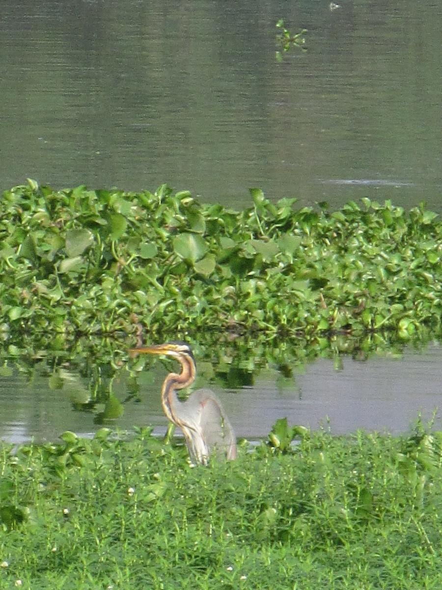 Purple Heron - ML617836149