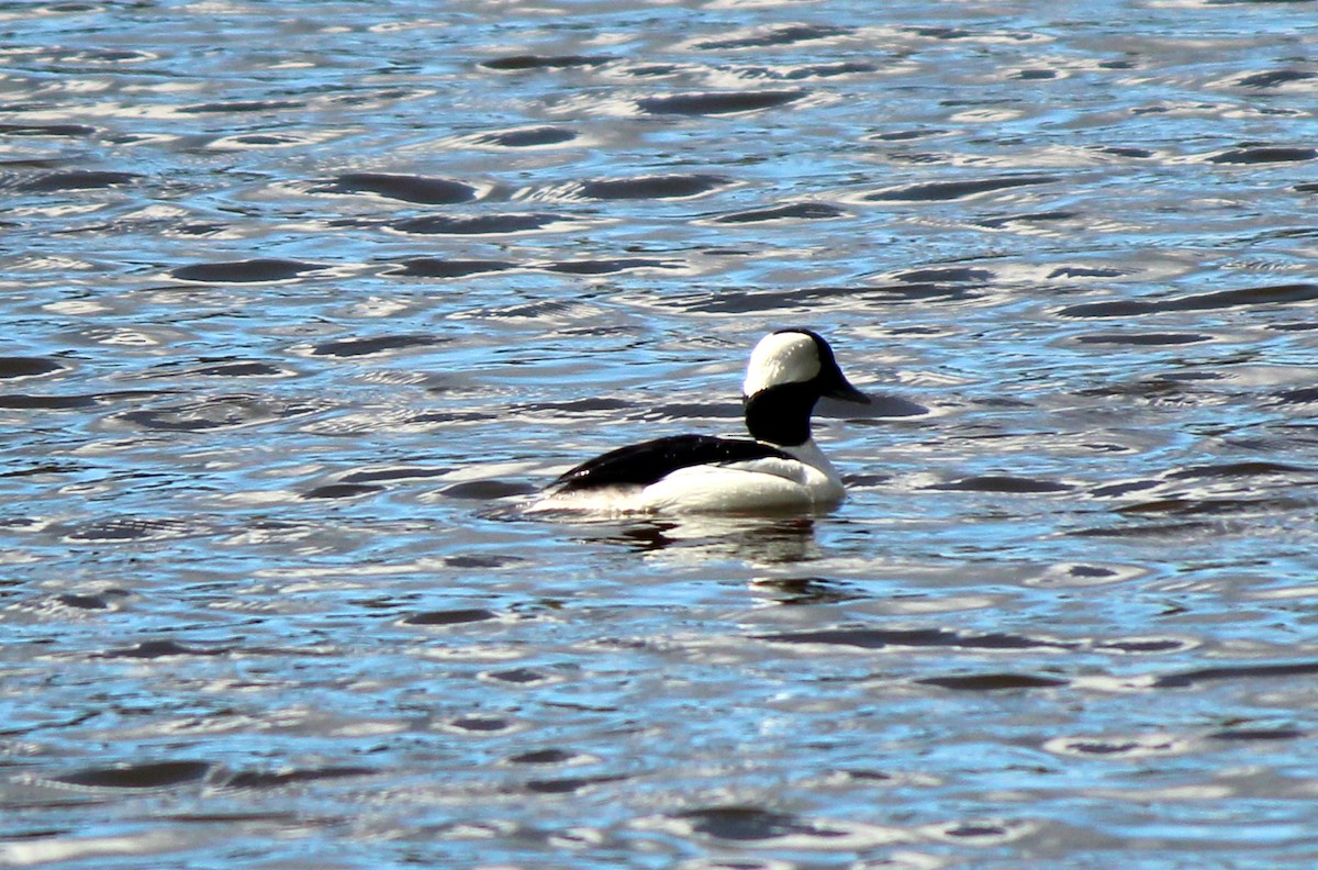 Bufflehead - ML617836179