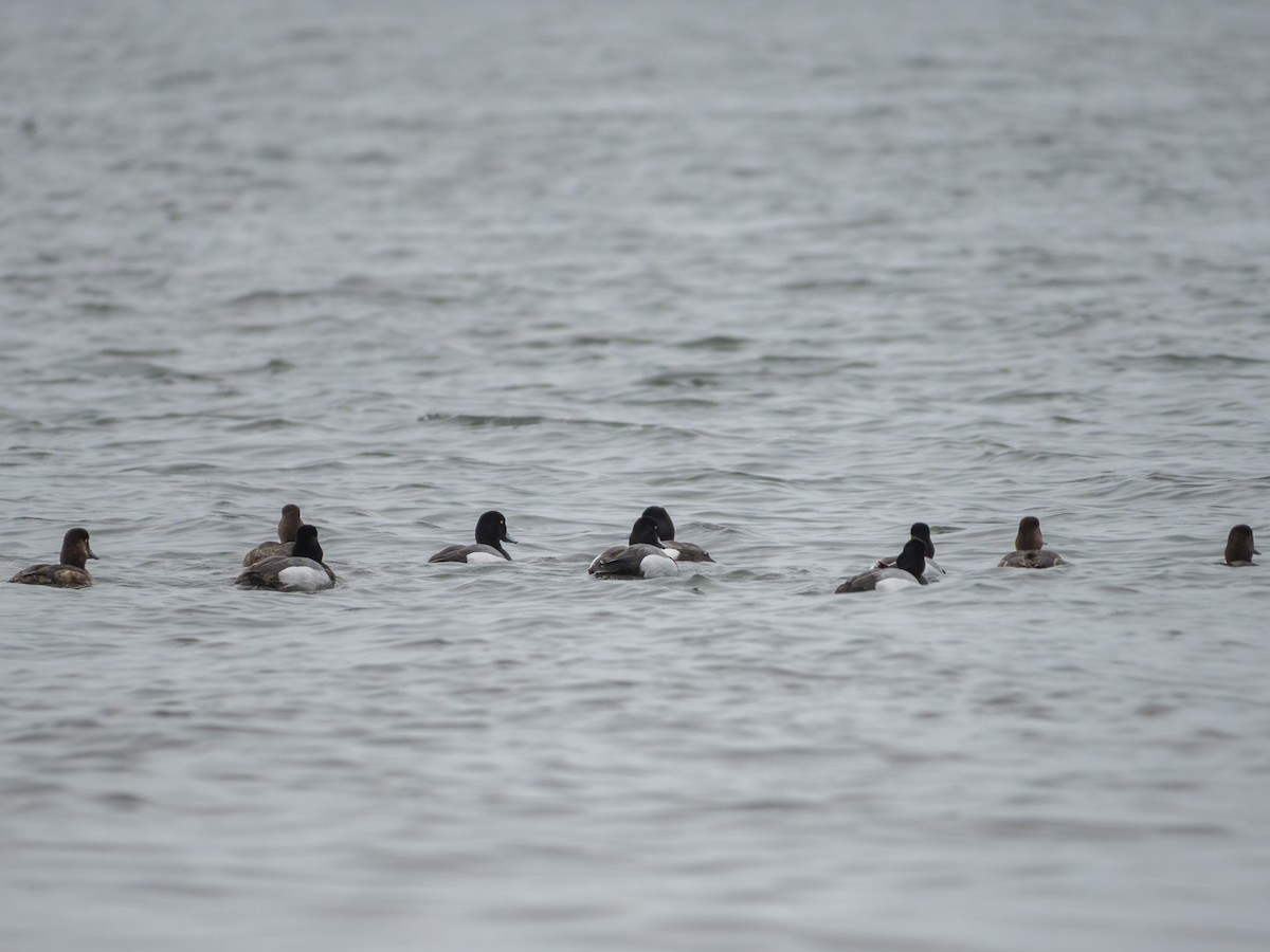 Greater Scaup - ML617836180