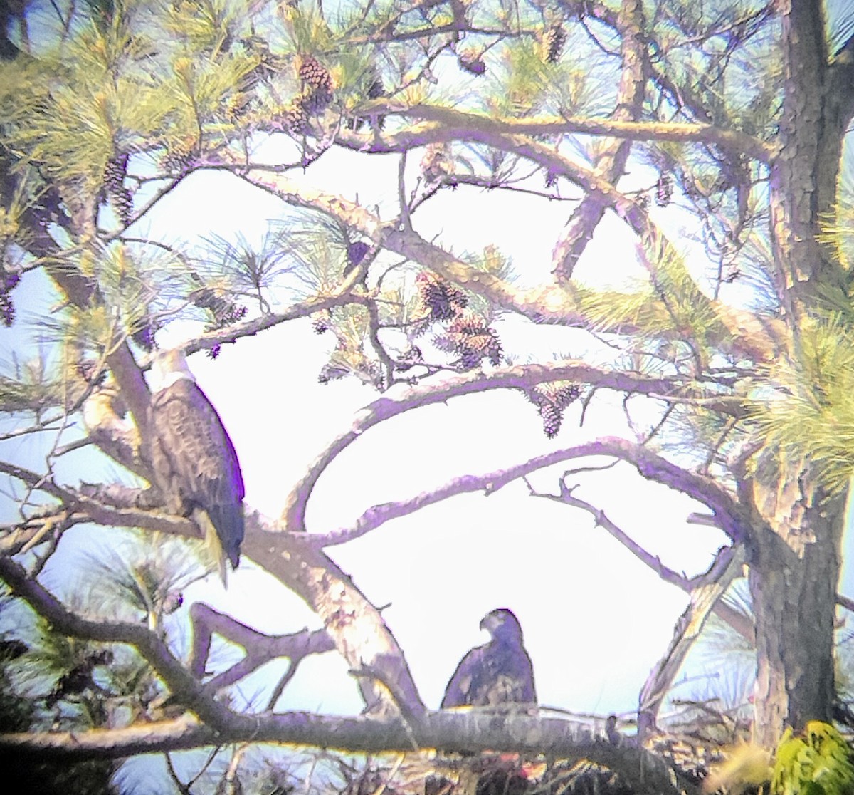 ハクトウワシ - ML617836206