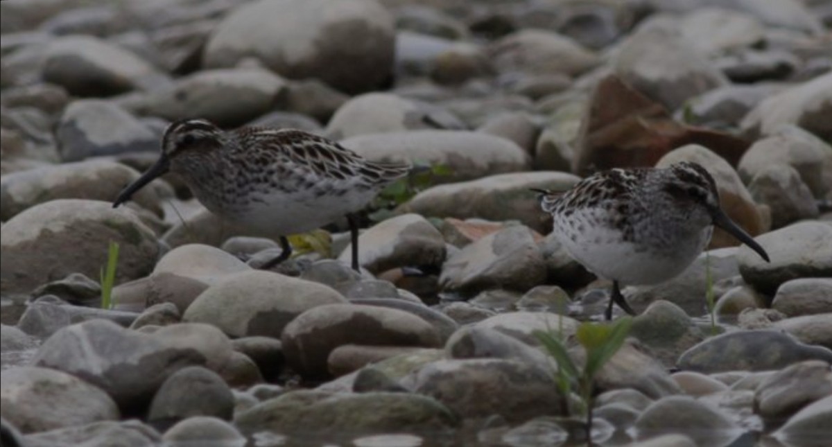 Broad-billed Sandpiper - Peter Zeller