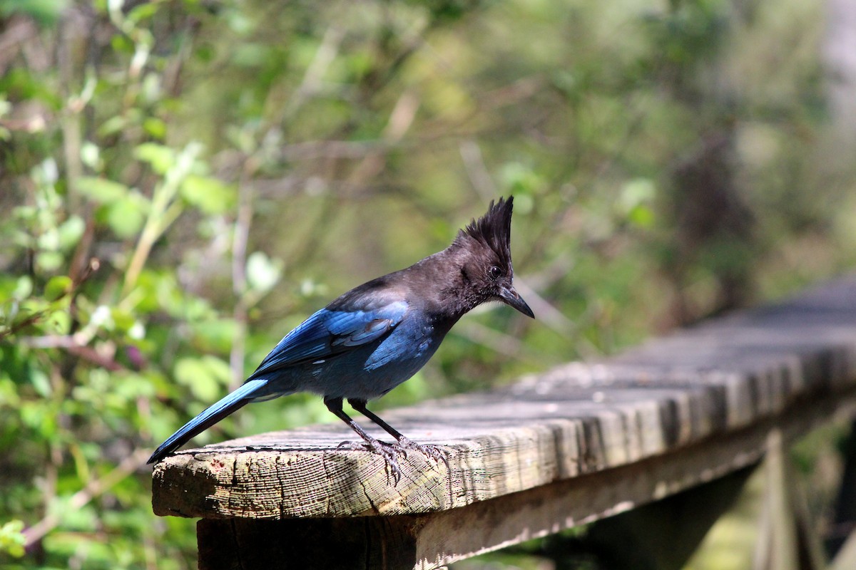 Steller's Jay - ML617836263