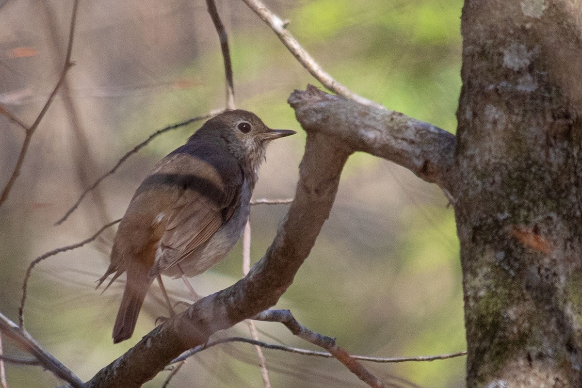 Hermit Thrush - ML617836272