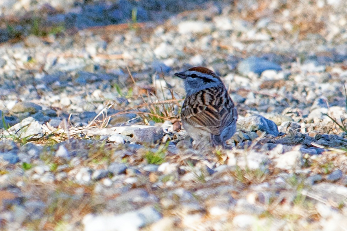 Chipping Sparrow - Joel Tilley