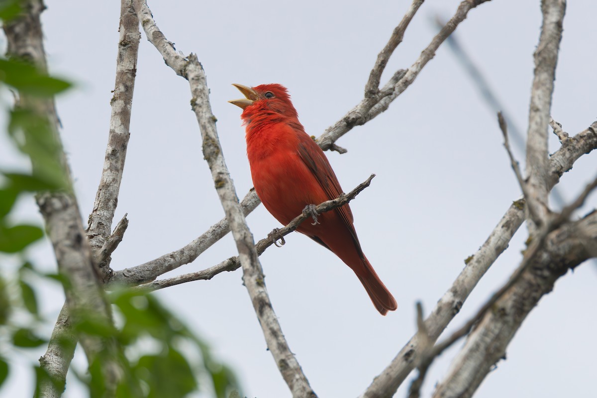 Summer Tanager - ML617836291