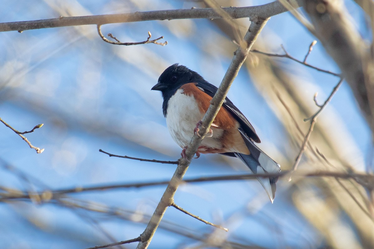 Eastern Towhee - Joel Tilley