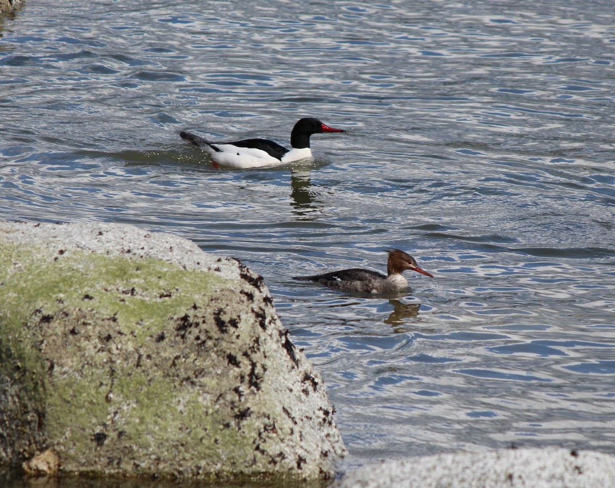 Common Merganser - Eric Gai