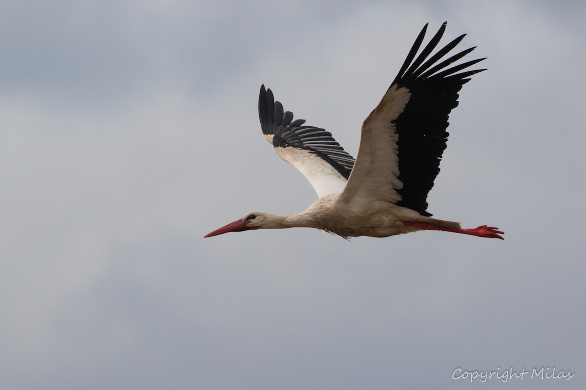 White Stork - ML617836302