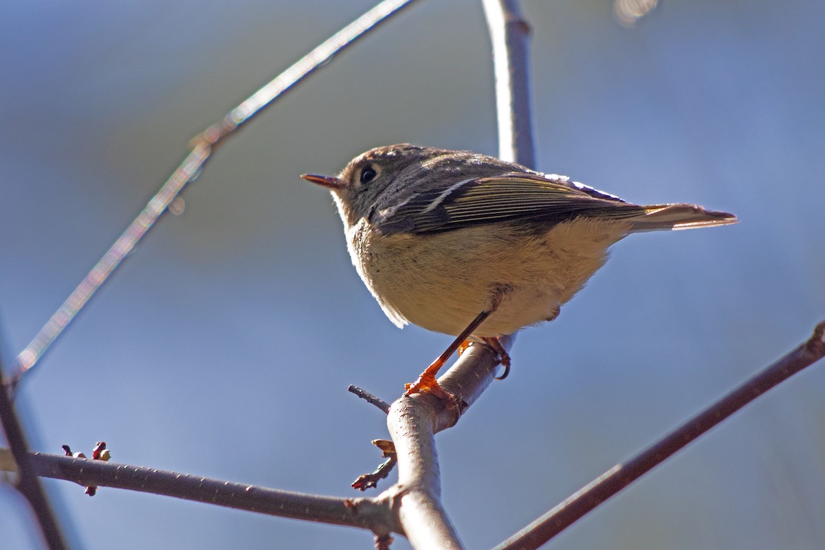 Ruby-crowned Kinglet - ML617836304