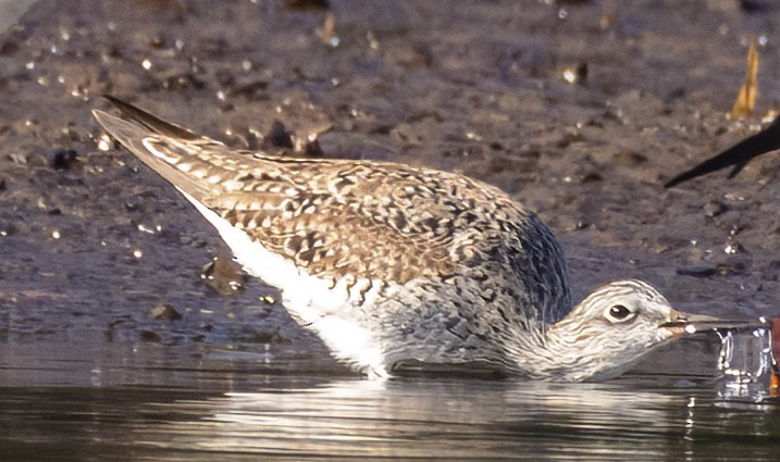 vodouš břehoušovitý (ssp. inornata) - ML617836308