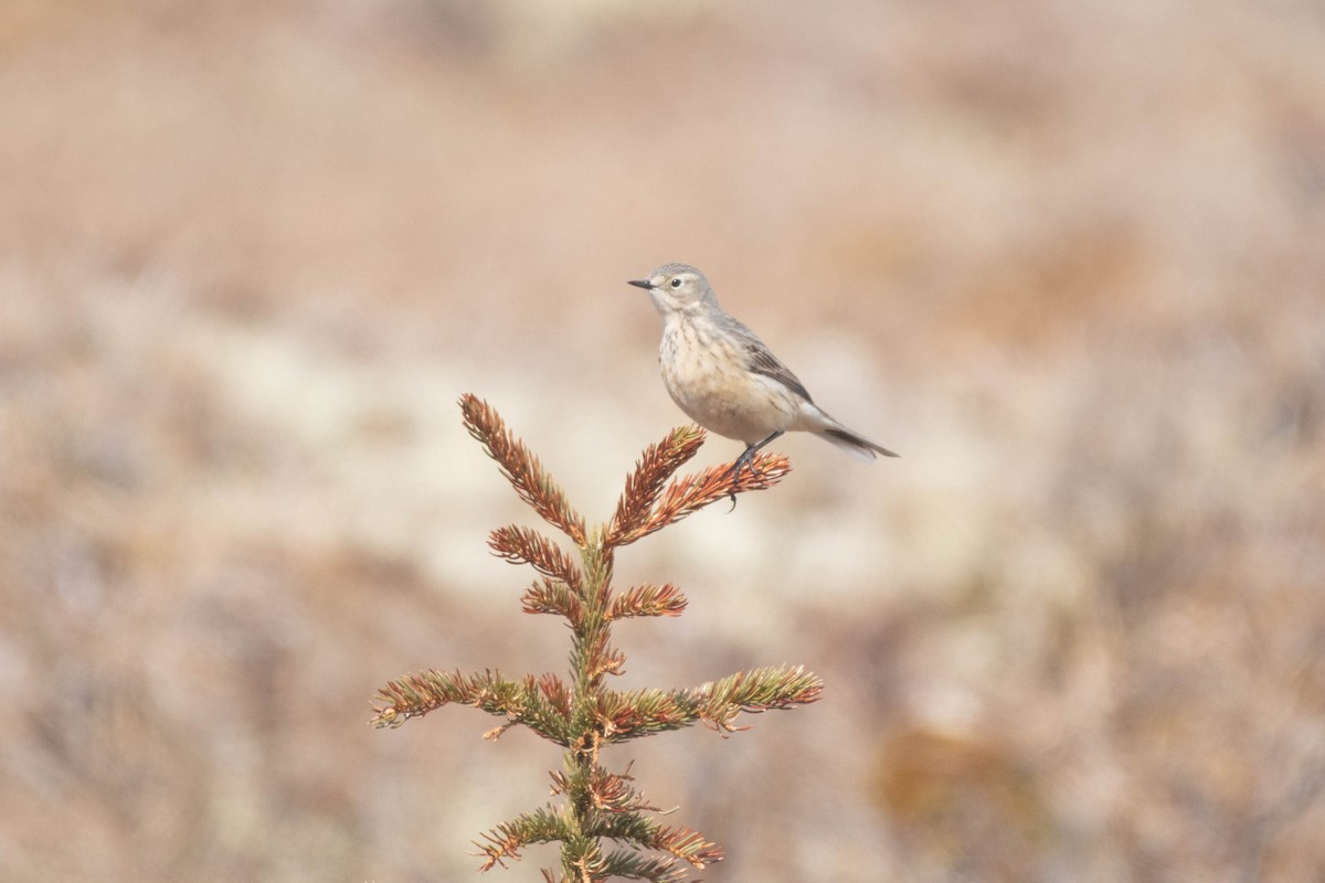 American Pipit - ML617836357