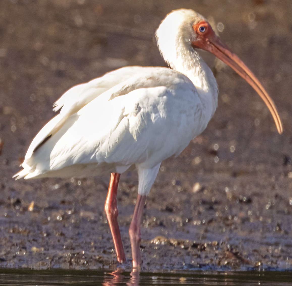 ibis bílý - ML617836386