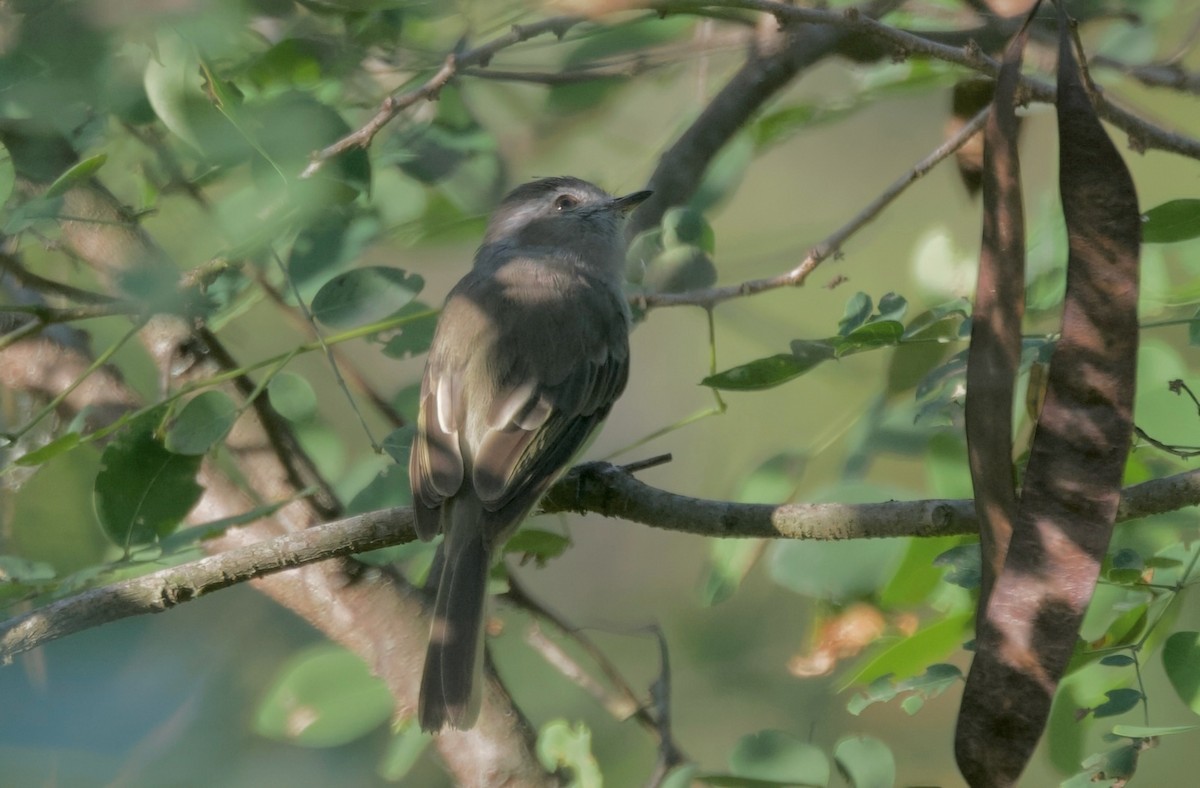 ecuadorelenia - ML617836394