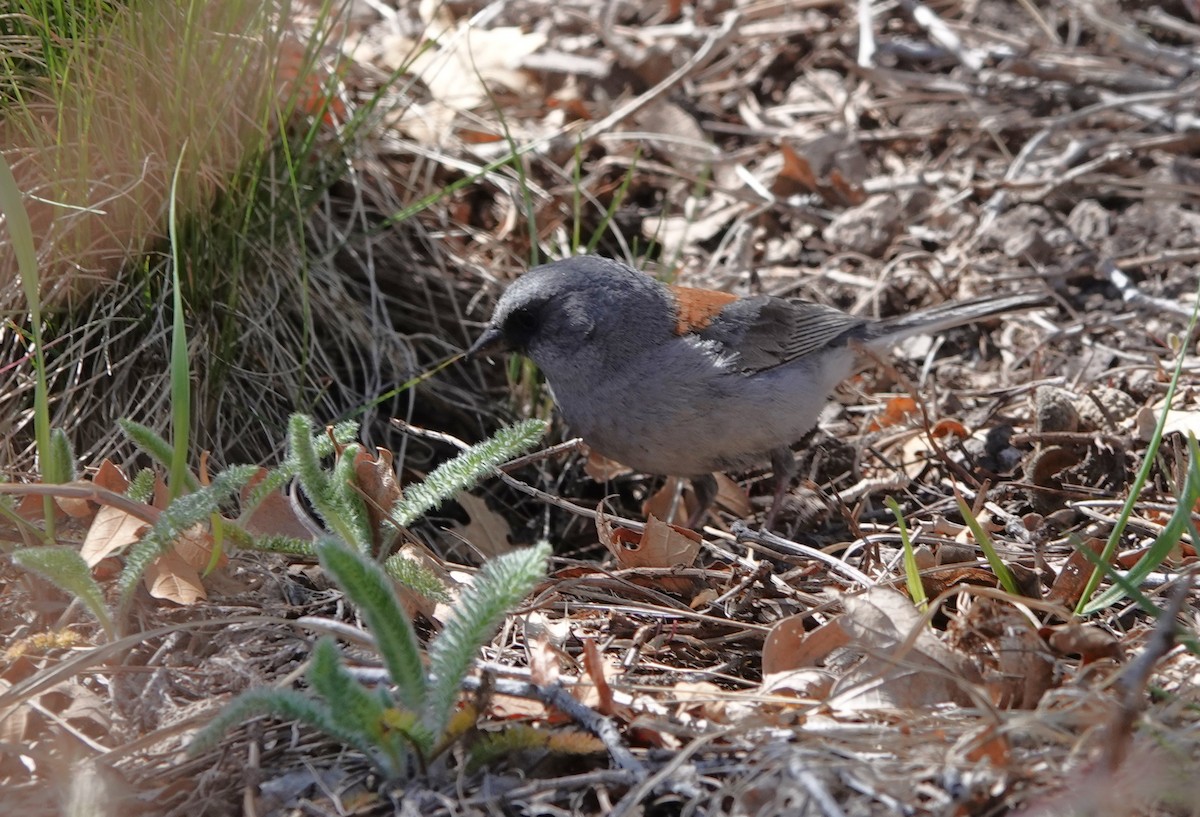 Юнко сірий (підвид dorsalis) - ML617836439