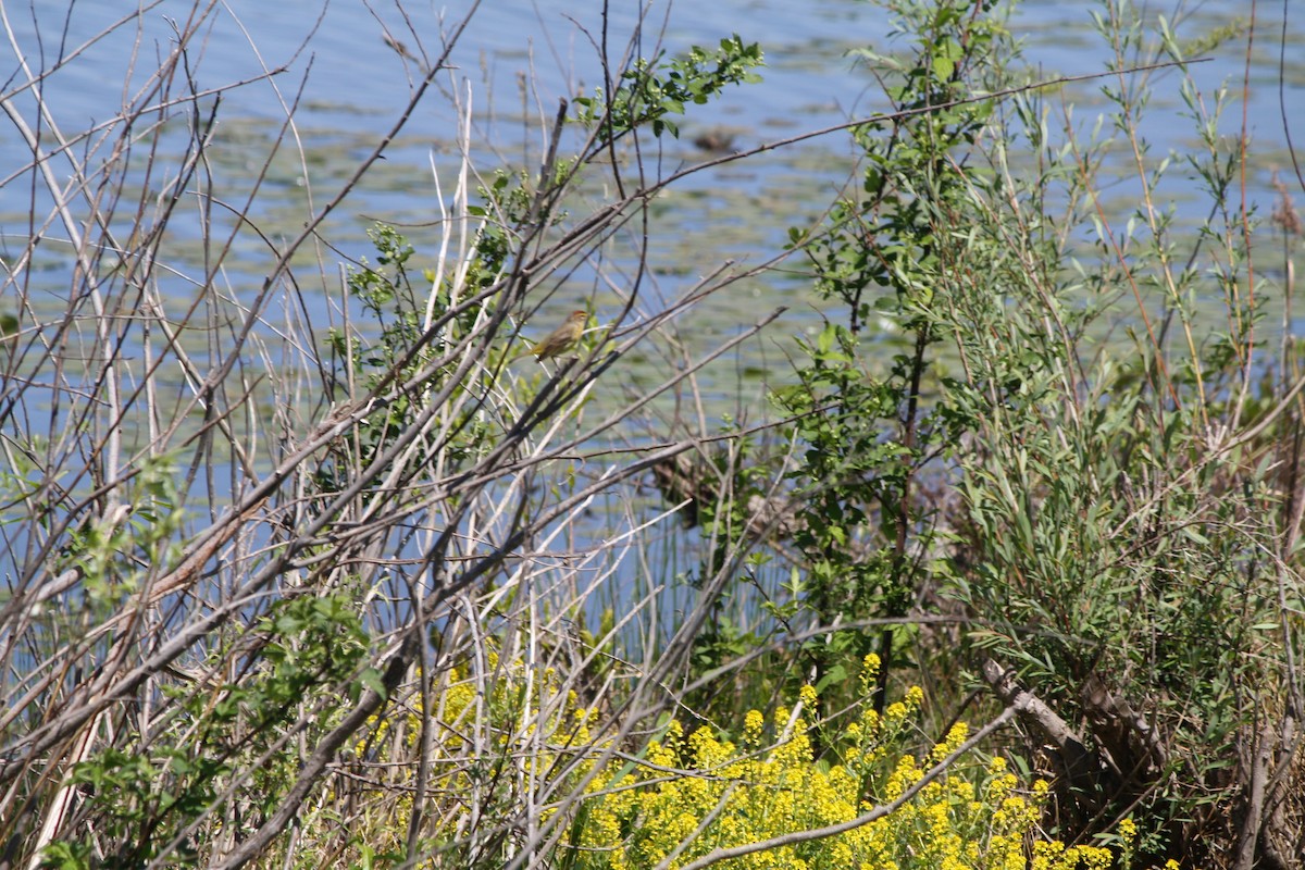 Palm Warbler - Jim Pearson