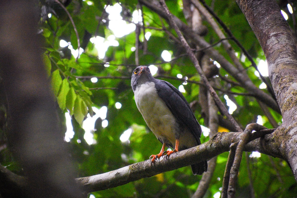 Semiplumbeous Hawk - ML617836454