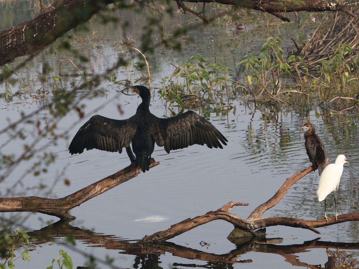 Great Cormorant - ML617836506