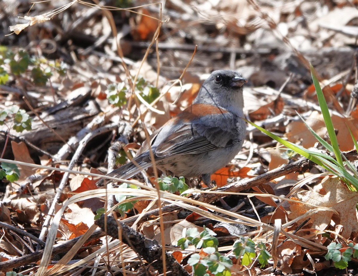 Юнко сірий (підвид dorsalis) - ML617836520