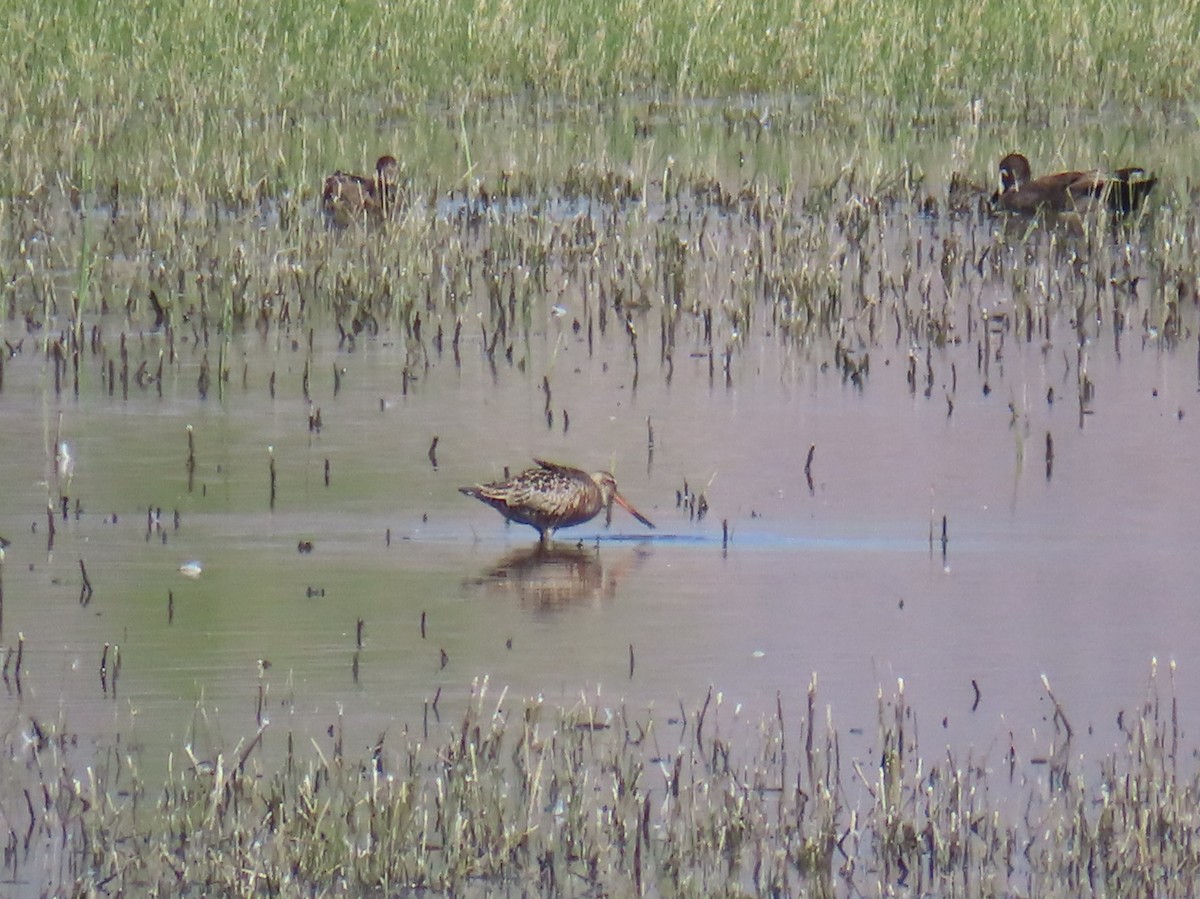 Hudsonian Godwit - Catherine Sandell