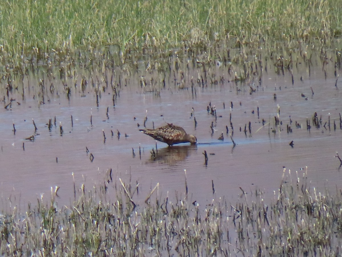 Hudsonian Godwit - Catherine Sandell