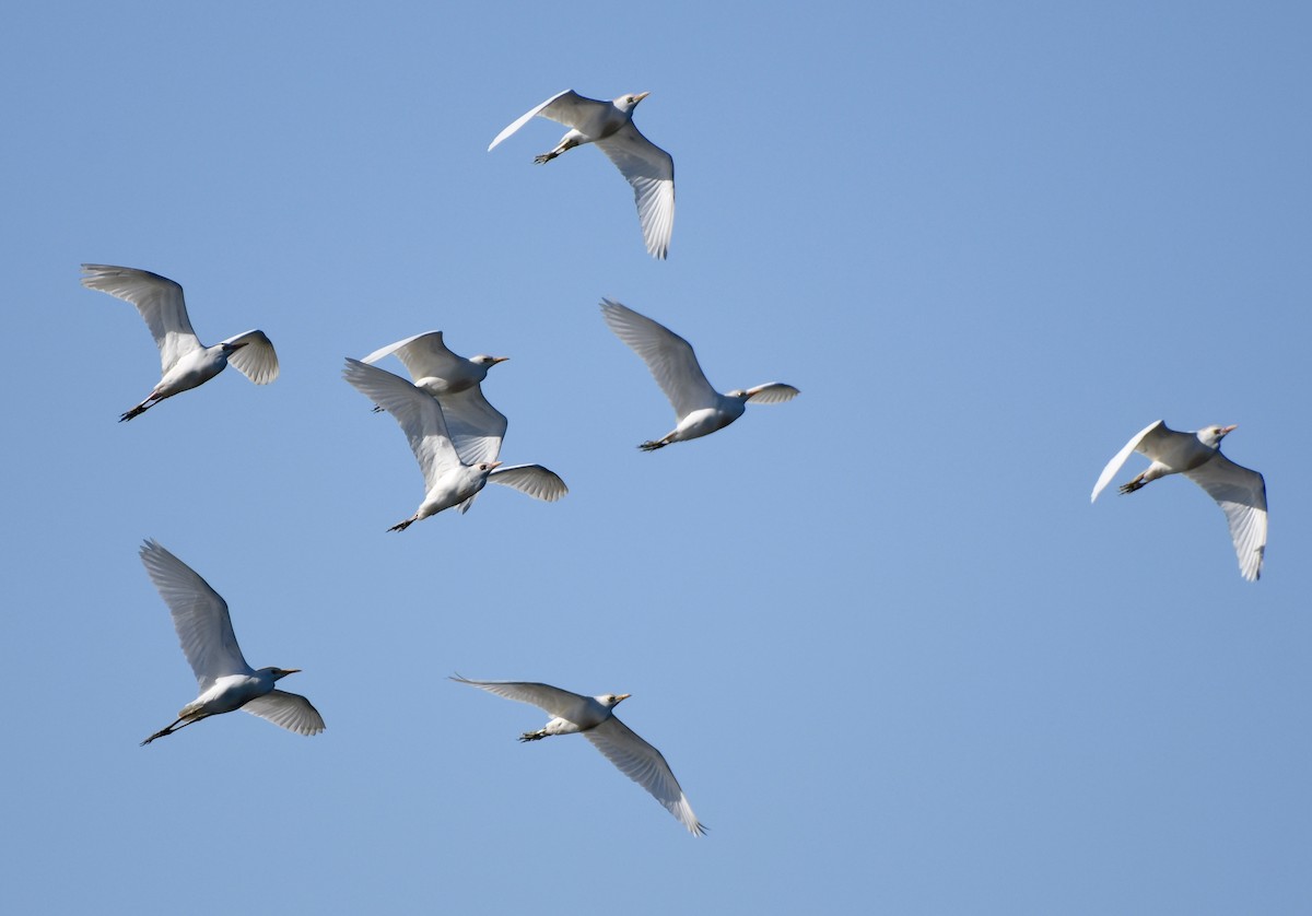 Western Cattle-Egret - ML617836564