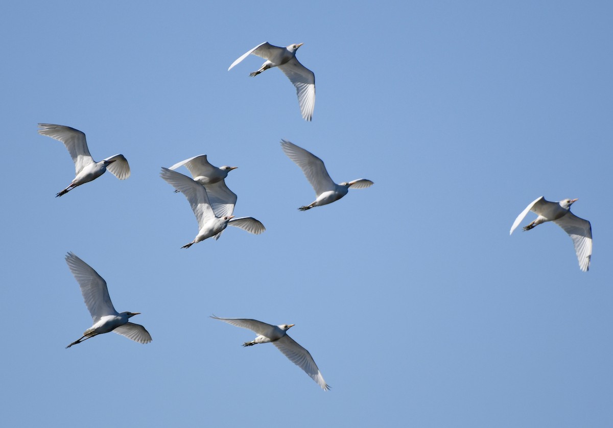 Western Cattle Egret - ML617836564